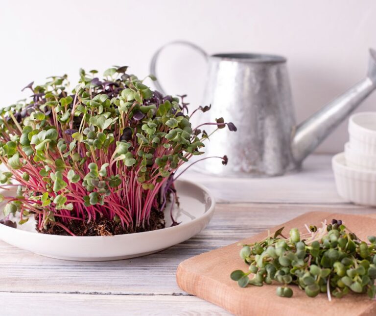 Colorful radish microgreens on a plate in a kitchen with red stems and red leaves.