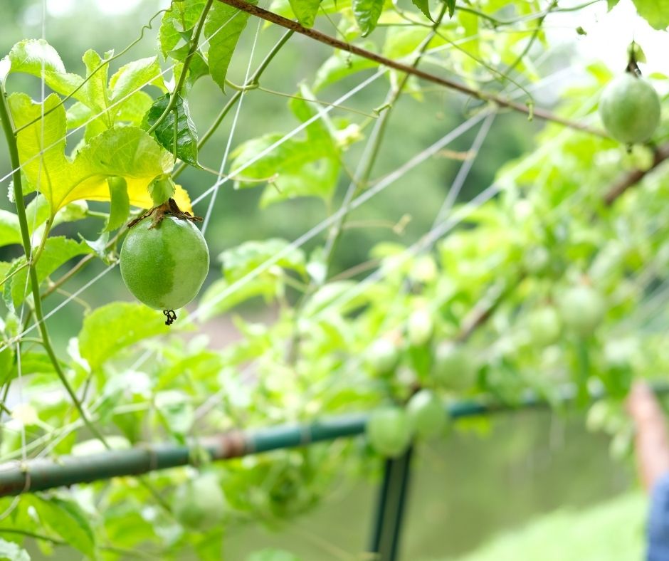 An edible climbing vine growing up an airy wire frame support.