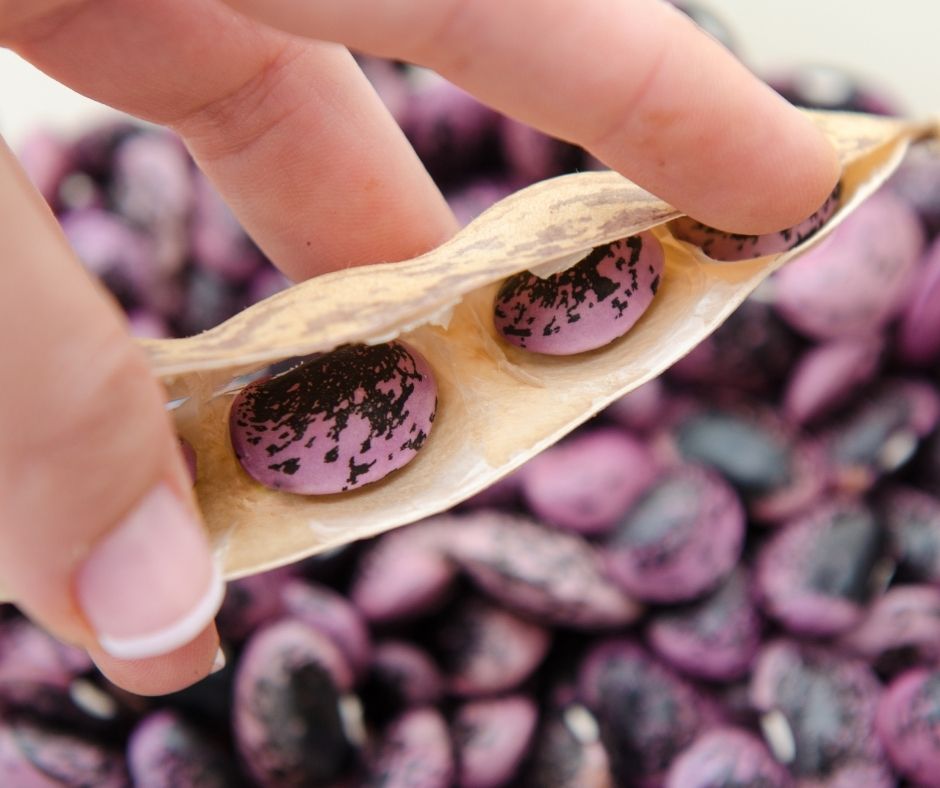 Close up of hand holding a pod of dried scarlet beans.