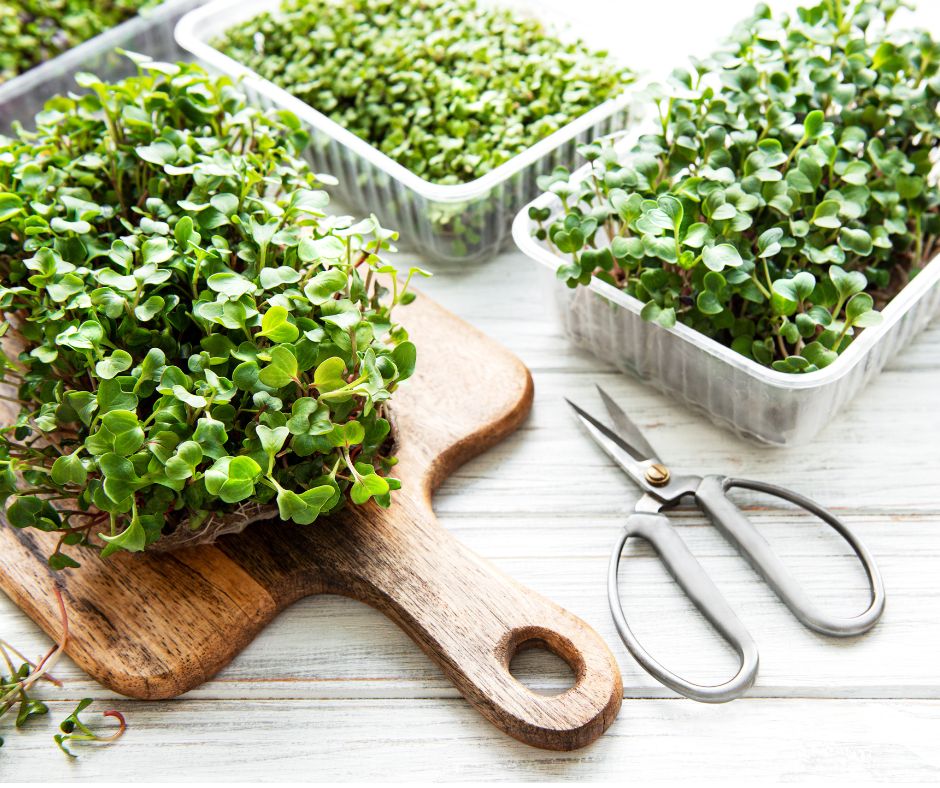 A variety of delicious microgreens ready to be harvested.