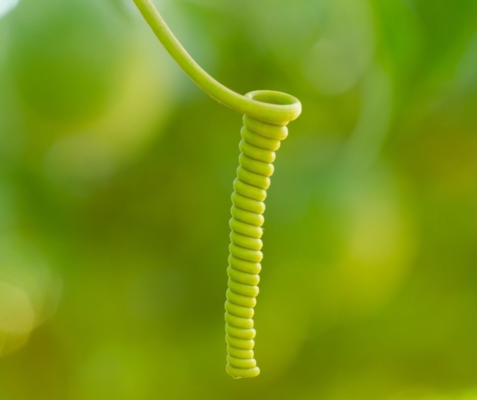 Passion fruit vine tendril.