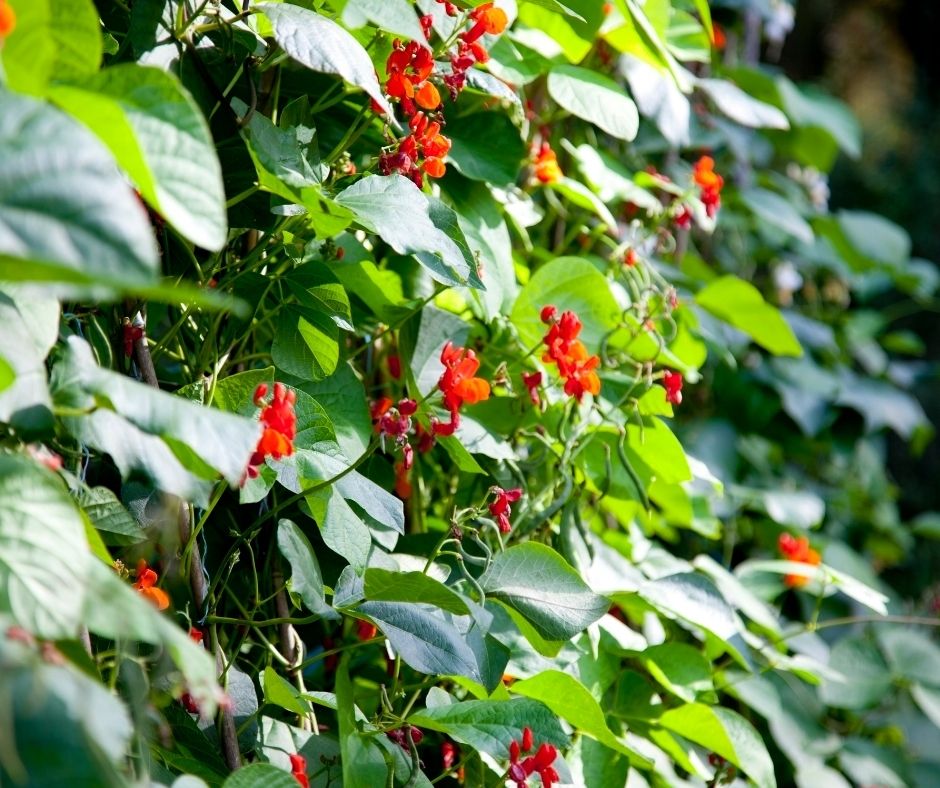 A green wall of scarlet runner bean climbing vines punctuated with many bright red flowers.