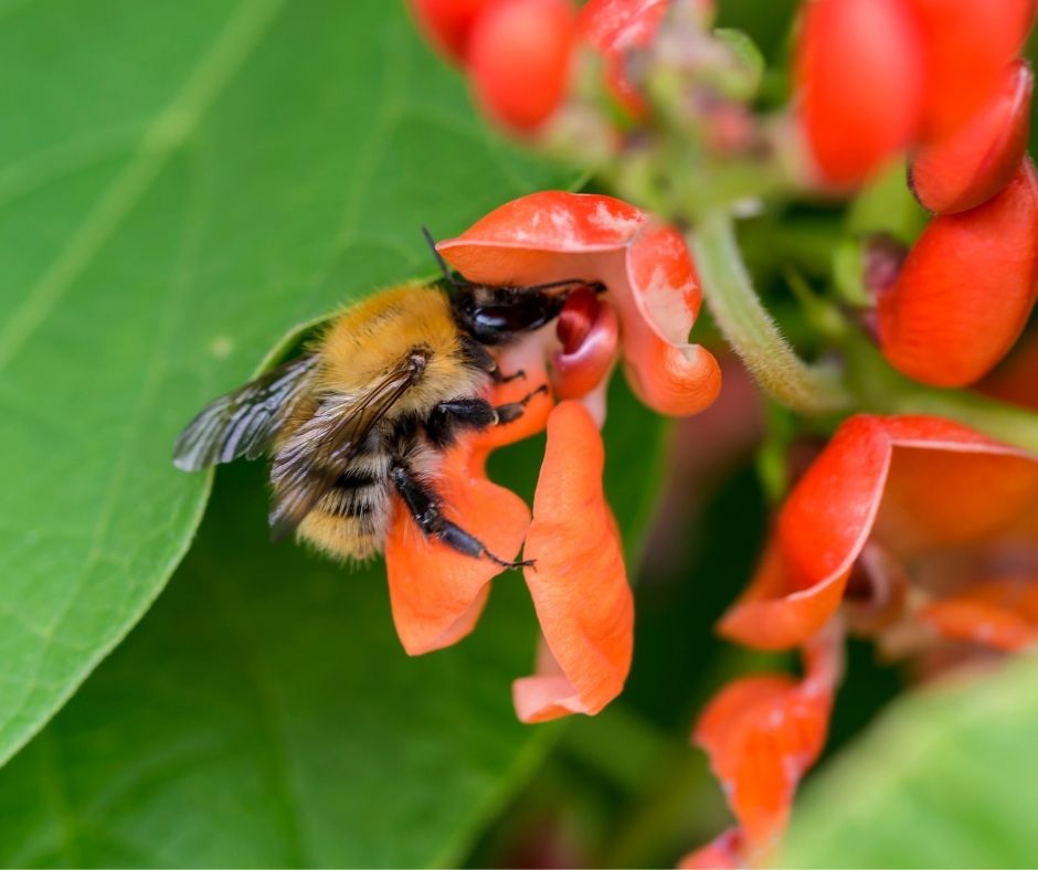 A bubble bee enjoying a red scarlet runner bean flower.