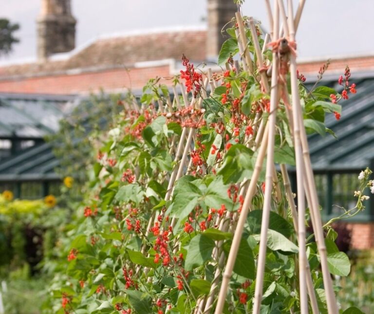 Scarlet runner beans an excellent edible climbing vine trellised in a row in front of a house. Providing privacy and afternoon shade.
