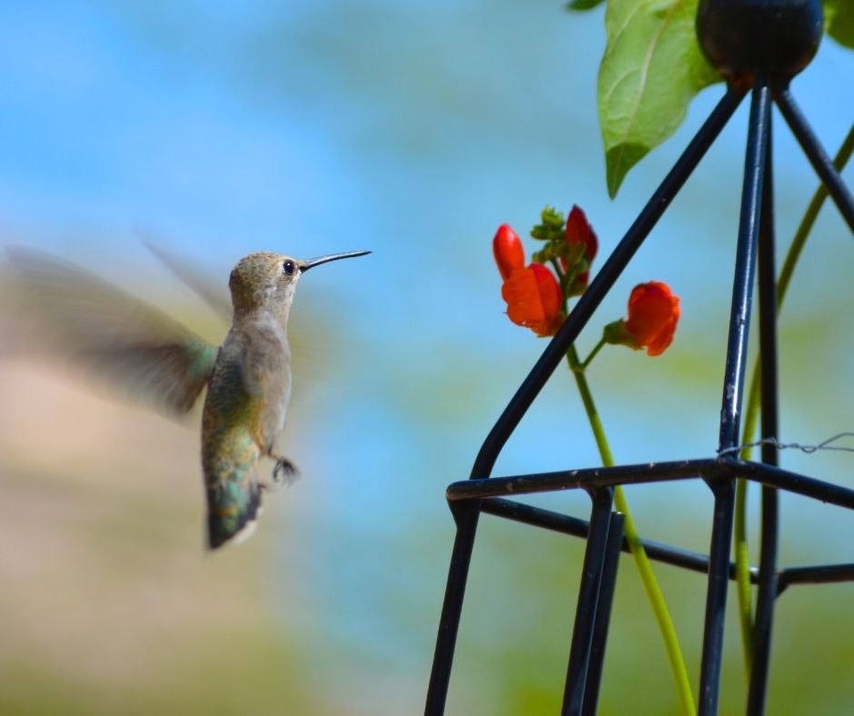A hummingbird examining a scarlet runner bean flower.