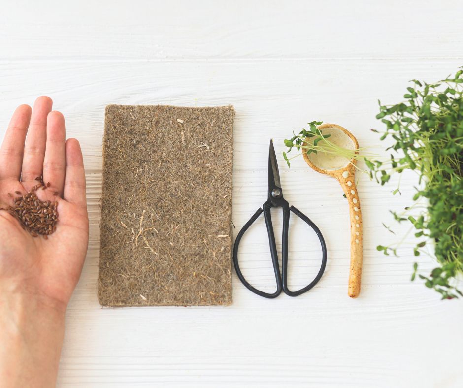 Stages of radish microgreens growth. Seeds in a hand, a moist growing mat, scissors to harvest and a bunch of green microgreens.