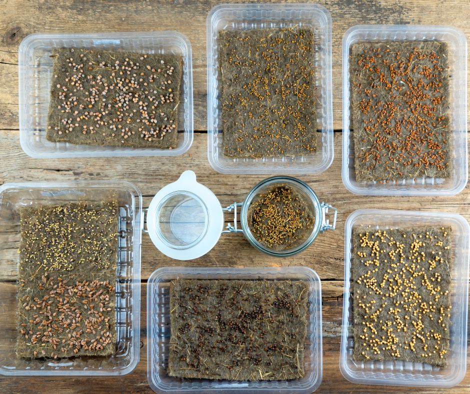 A group of microgreen grow trays prepped with a variety of microgreen seeds on a countertop.