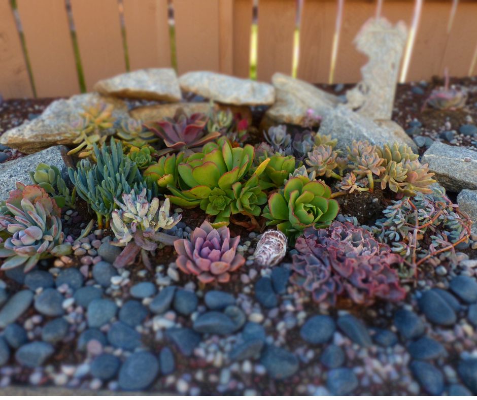 A colorful succulent garden corner.