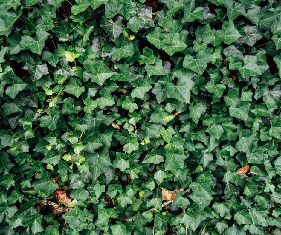 A wall thickly covered by ivy climbing vines. A great strategy for reducing sound pollution. 