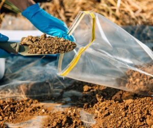 Collecting garden soil for testing at a lab by scooping soil into plastic bags.