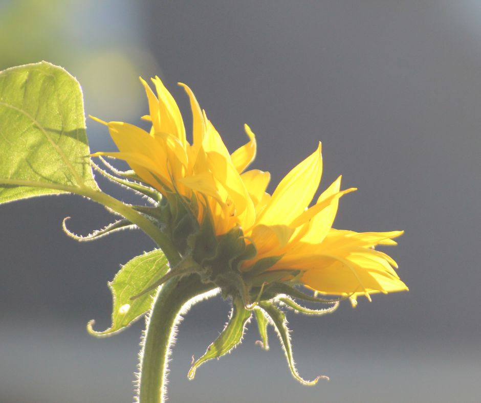 A perfectly place sunflower soaking in the sun