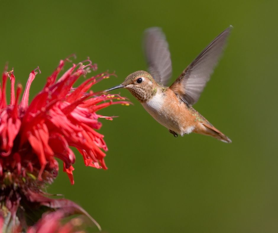 Hummingbird feeding at a red flower planted in a garden to attract hummingbirds.
