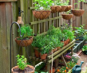 A patio container garden featuring herbs, flowers and vegetables growing in pots and hanging baskets.