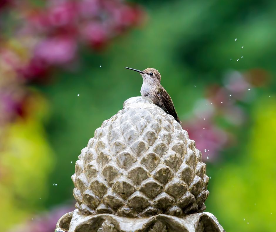 A hummingbird cooling off on a water fountain. 