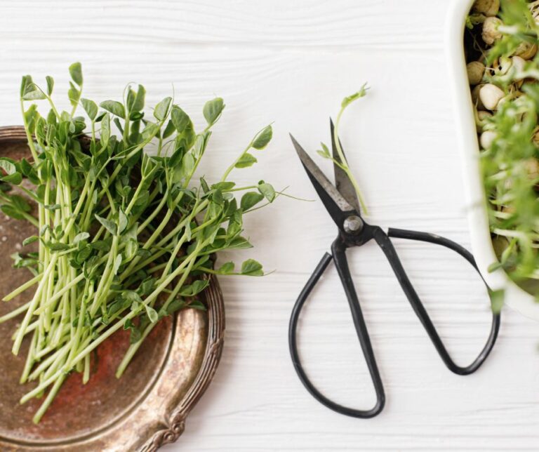 Fresh cut pea microgreens for the kitchen