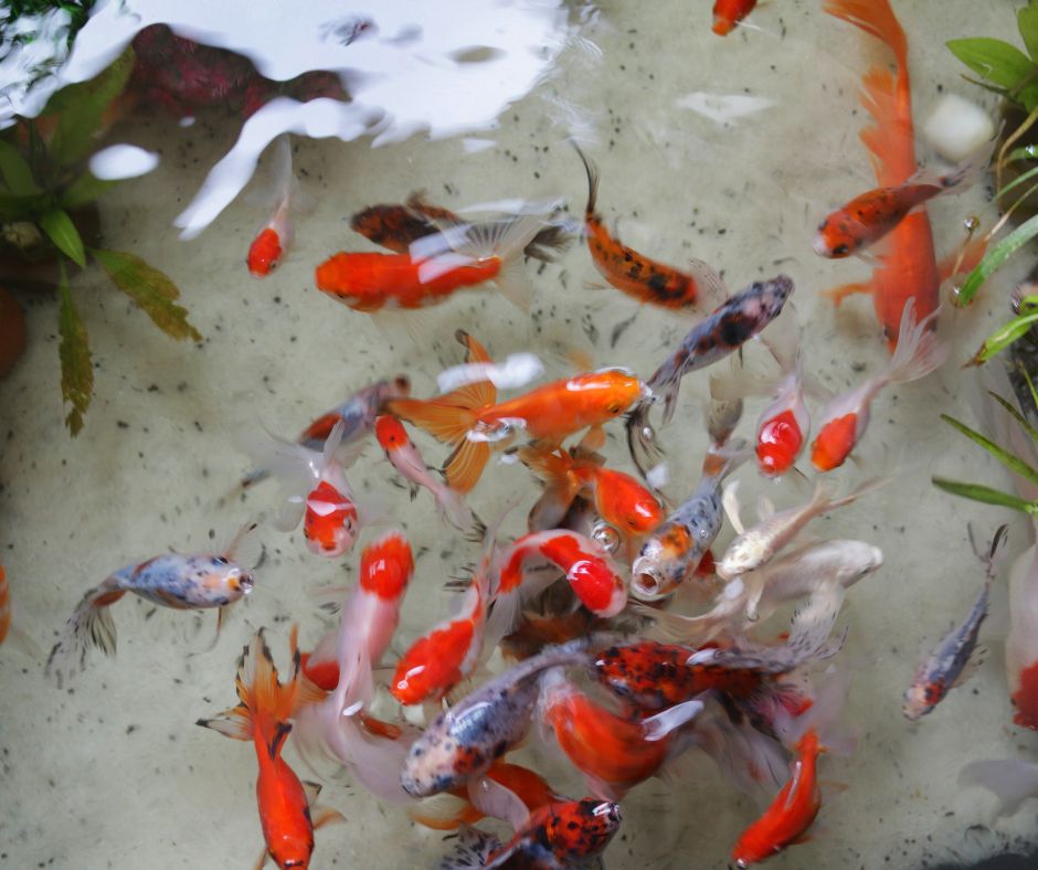 A mix of color backyard pond fish.