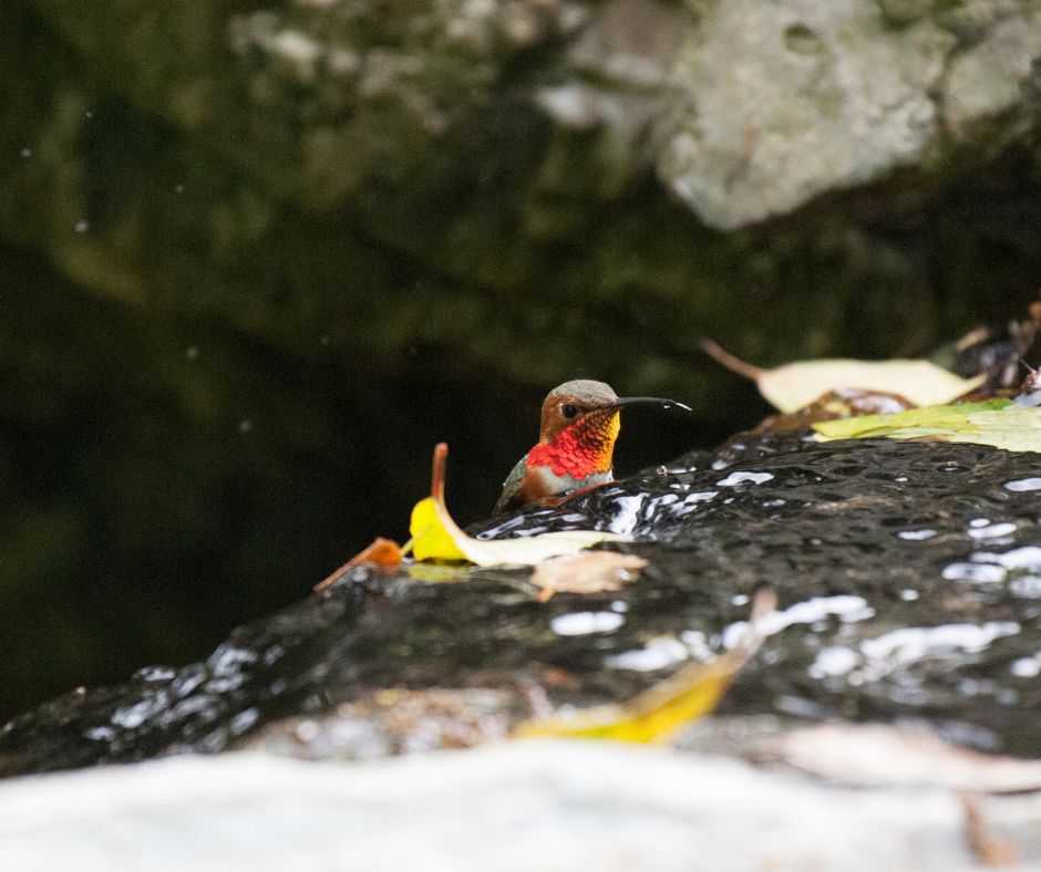 A colorful hummingbird drinking water from a stone fountain.