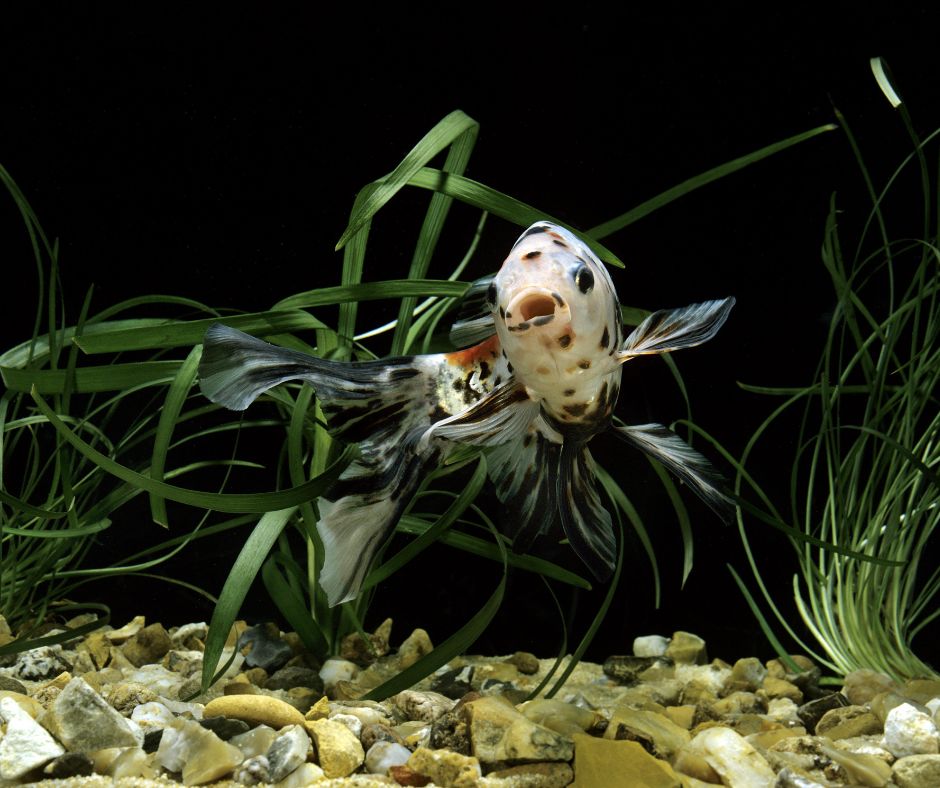 Spotted shubunkin fish surrounded by submerged aquatic plants.
