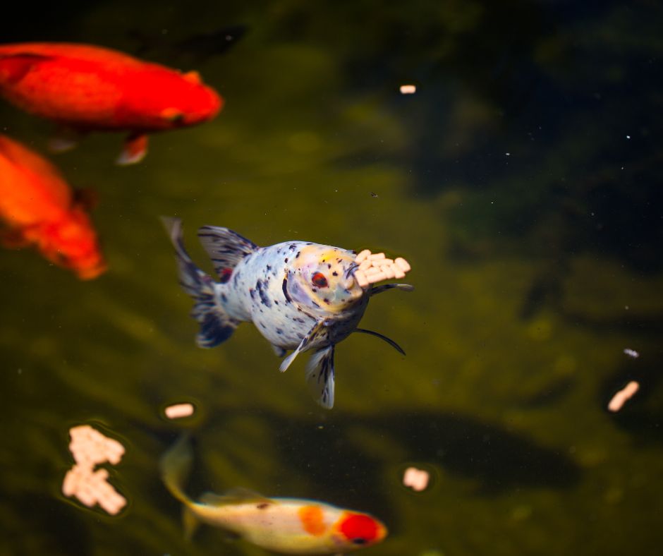 shubunkin and other goldfish feeding at the surface of a backyard pond.