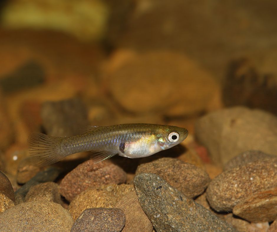 Female mosquito fish swimming near gravel in a pond.