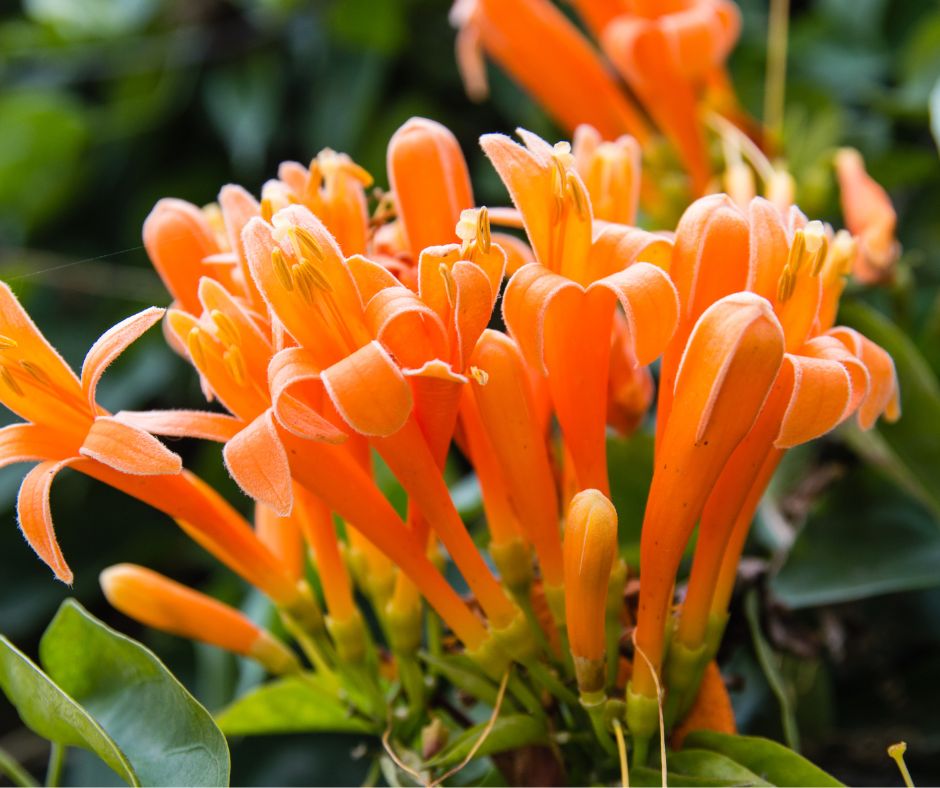 Close up of the orange tubular flowers of evergreen honeysuckle that is very popular with hummingbirds and other pollinators.