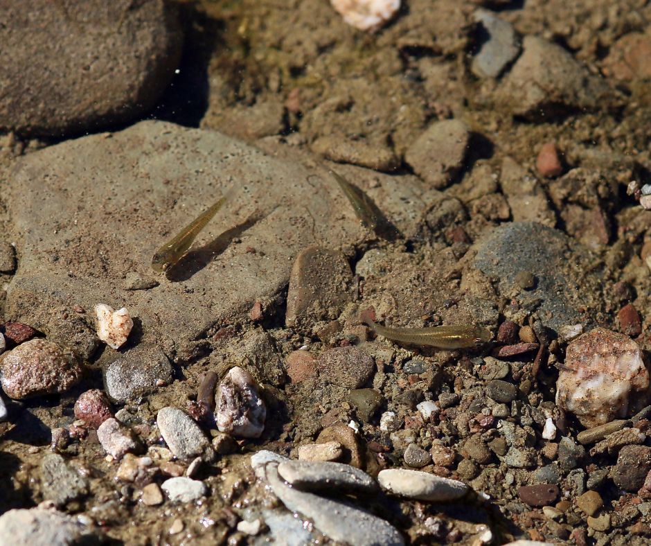 Tiny Mosquito fish working the shallows for insects making them excellent fish for backyard ponds.