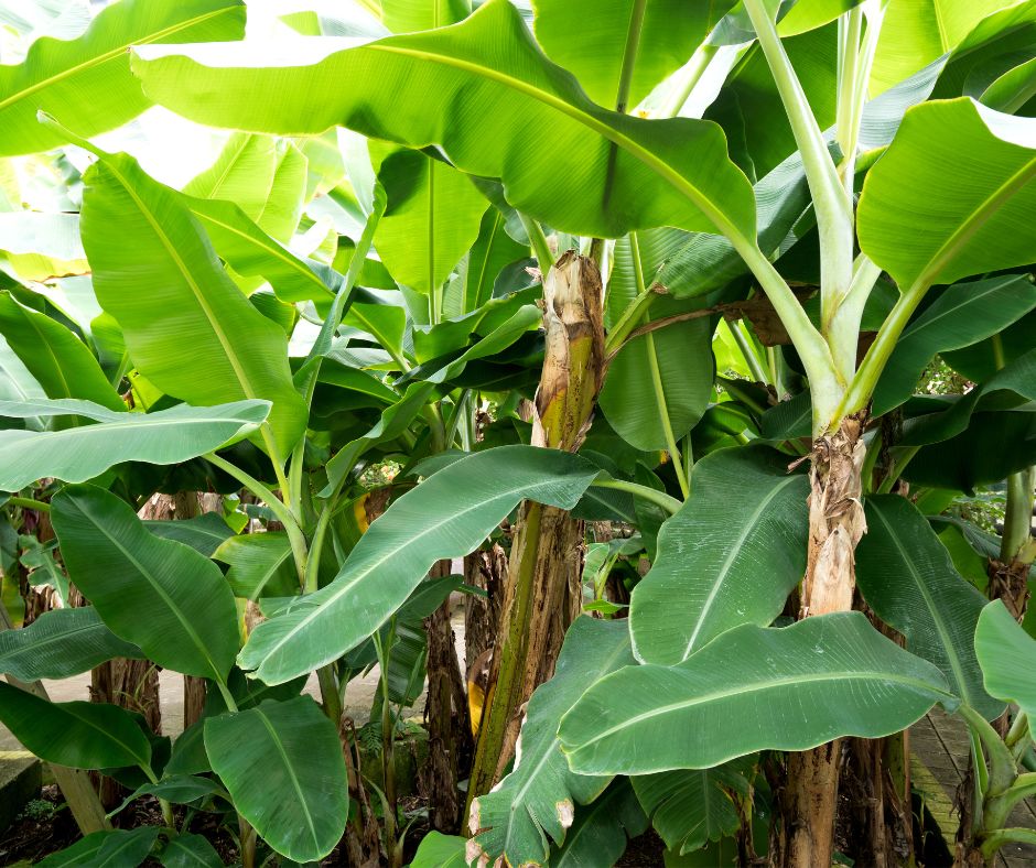 A large clump of bananas plants providing a privacy screen and shade to tender plants.