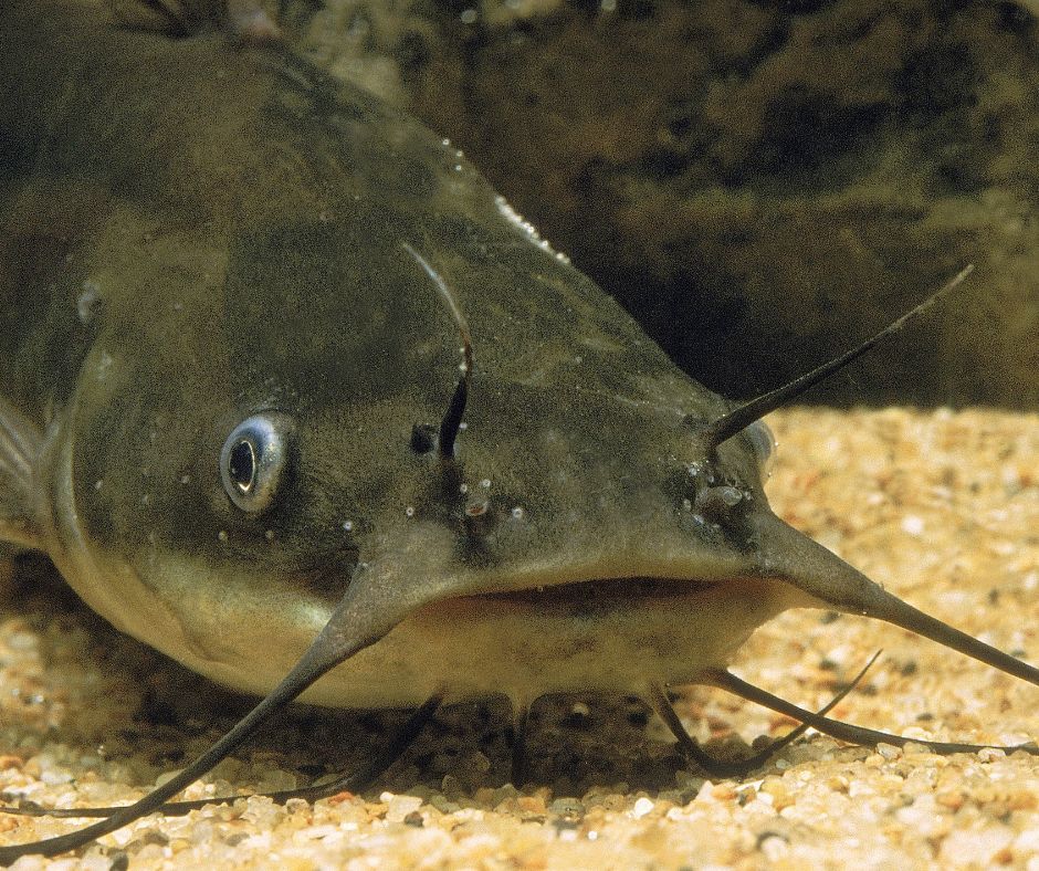 Small bullhead catfish. They can make good fish for backyard ponds of moderate to large sizes.