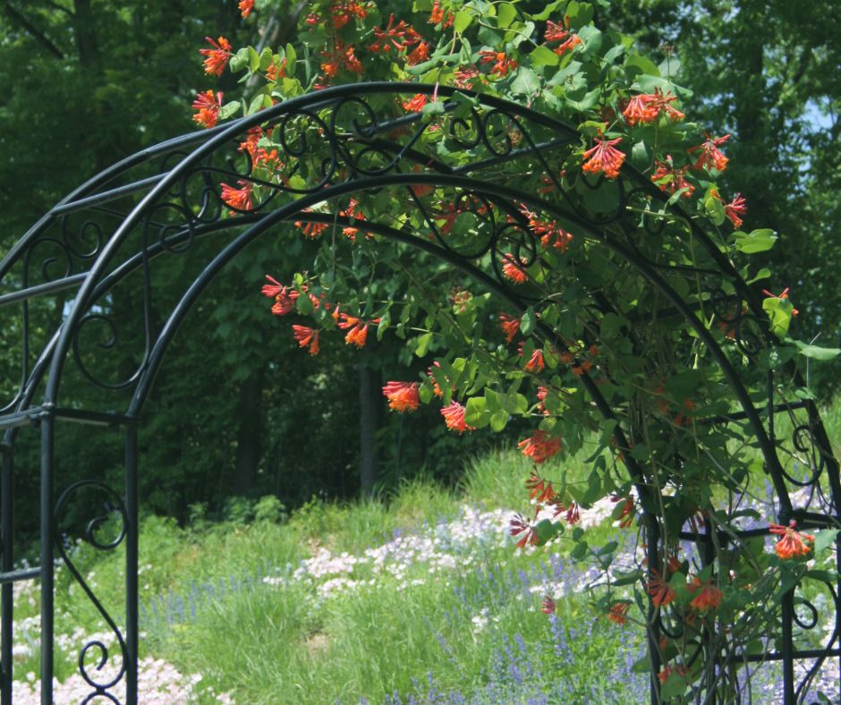 An evergreen honeysuckle climbing vine with orange flowers growing up a metal arbor.
