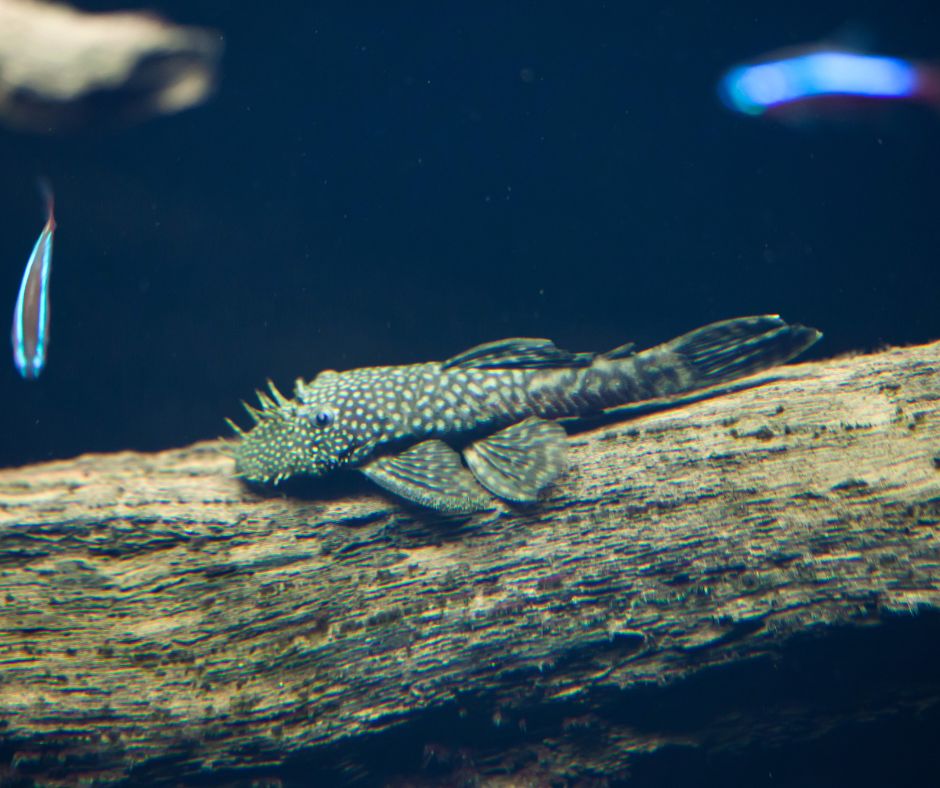 Pleco fish on a log in a pond