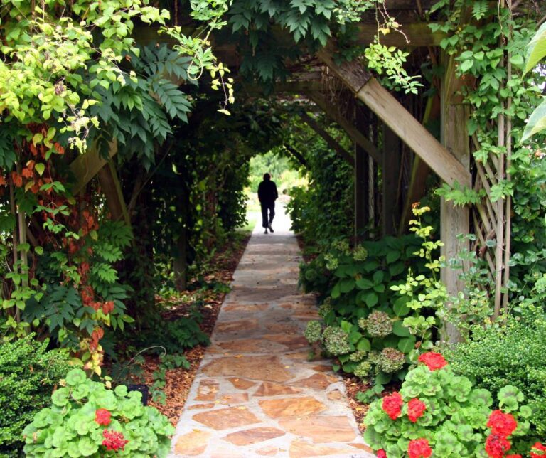5 Striking Evergreen Climbing Vines