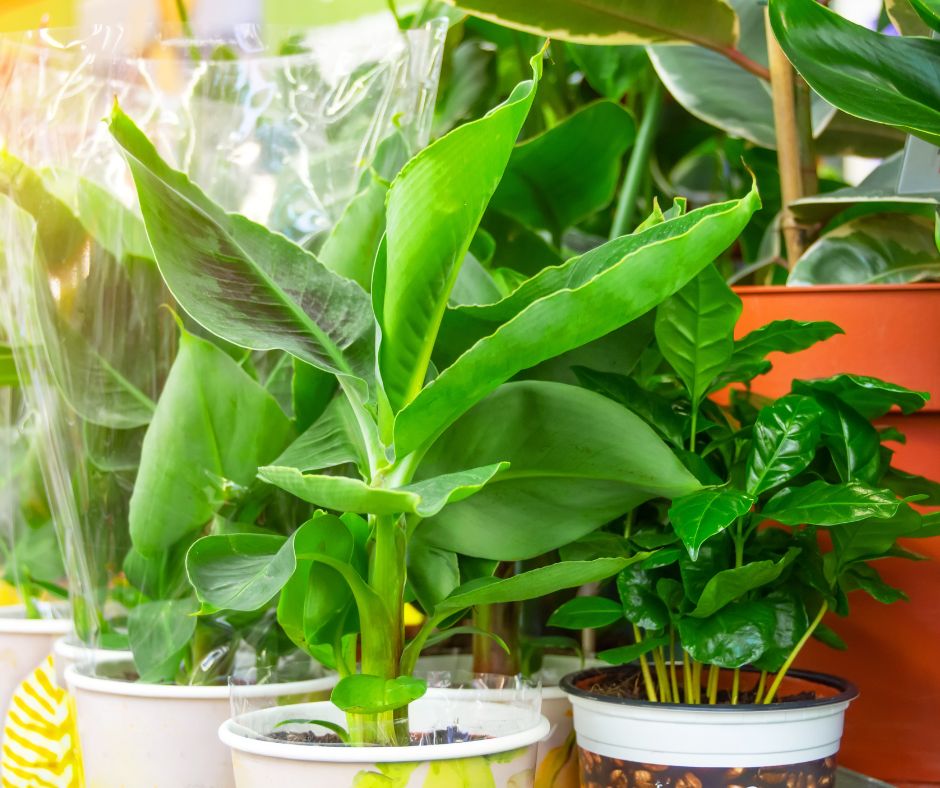 Small potted banana plants at the nursery