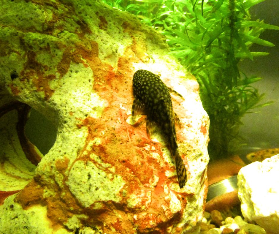 A pleco with spots resting on an underwater object