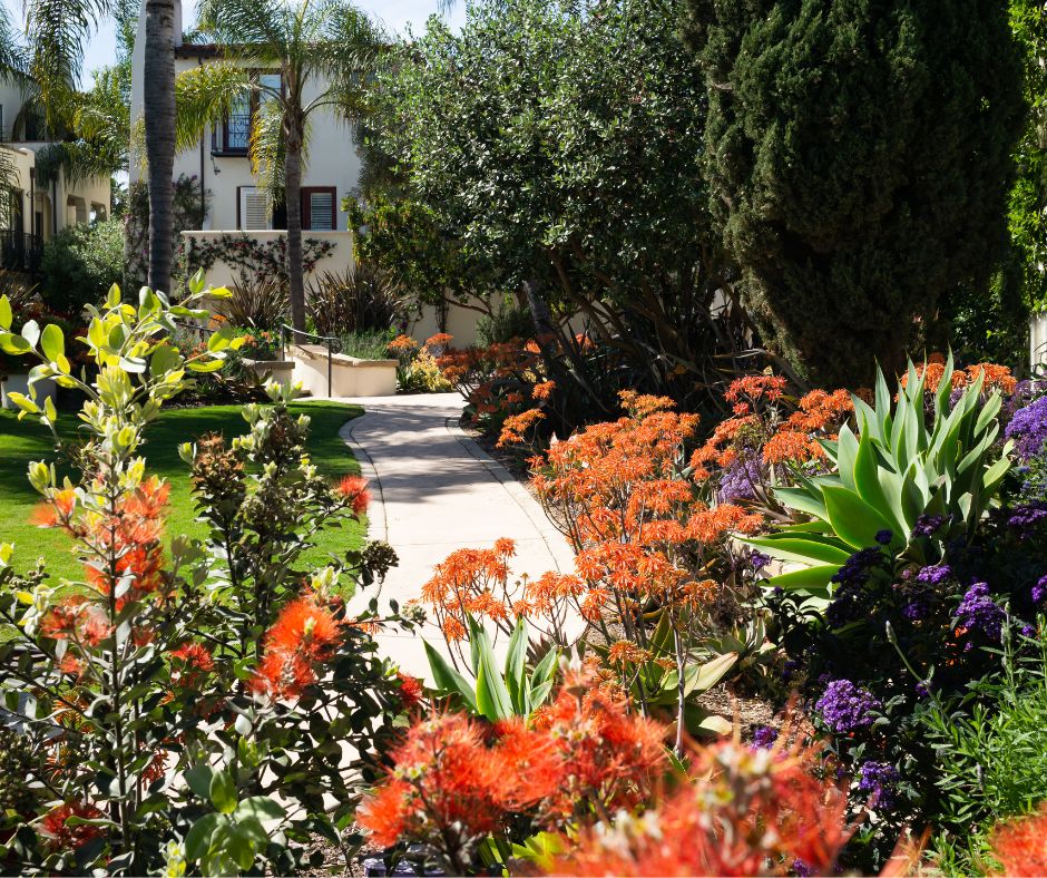 A garden full of orange and red tubular flowers and shrubs for nesting and protection. Perfect for attracting hummingbirds to the garden.