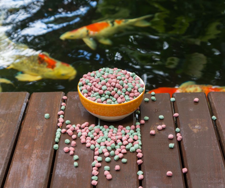 A bowl of colorful koi fish on a deck overlooking koi in a backyard pond.