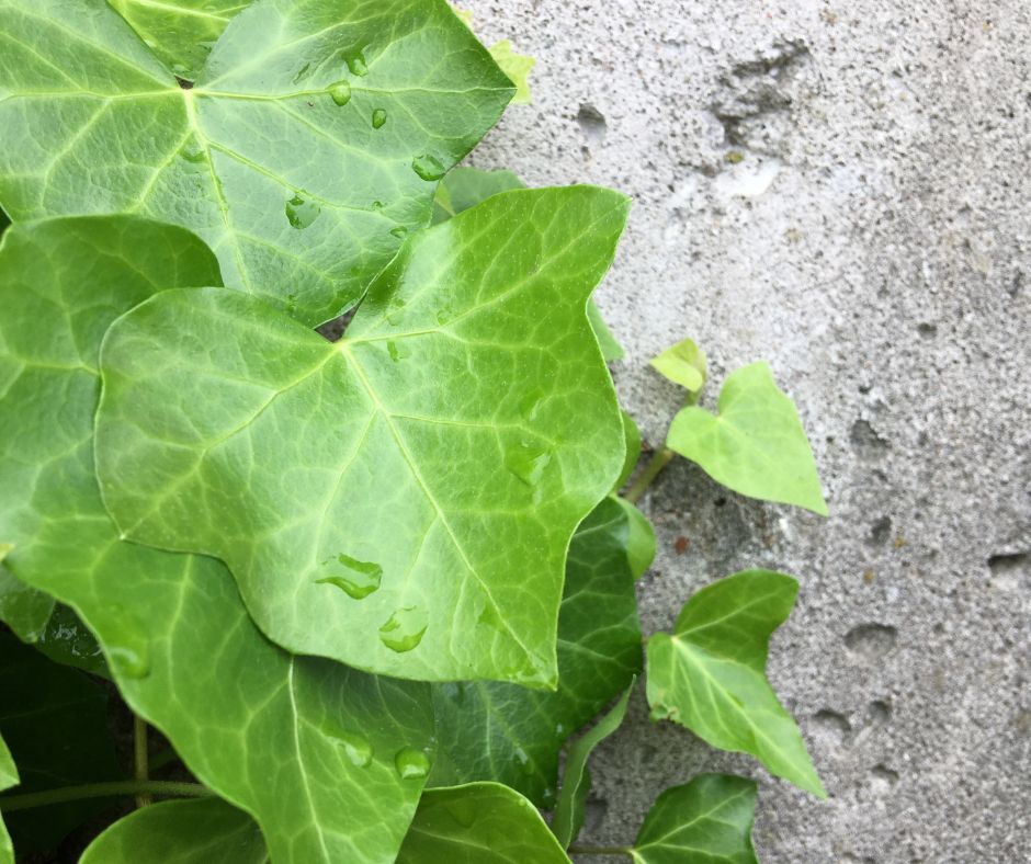 Up close of a fresh ivy leaf against a grey concrete wall.