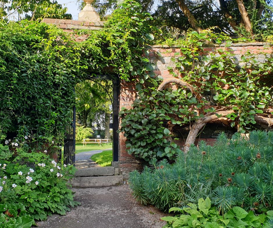 Edible landscaping on a garden wall featuring vines, and espalier fruit tree, and low growing shrubs. 