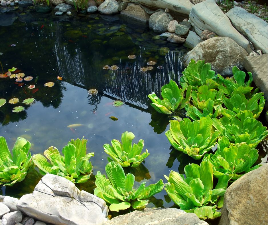 Pond with water cleaning plants including floating water lettuce and lilies.