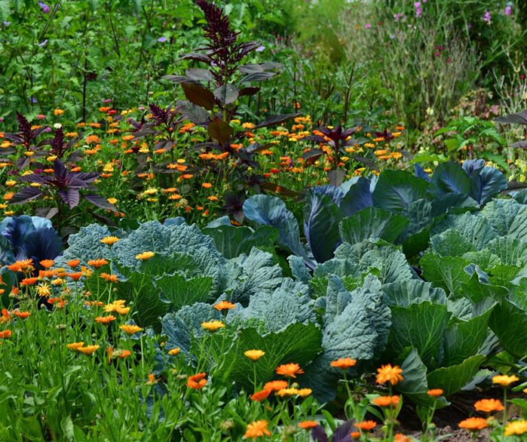 Calendula flowers, wildflowers and orach surrounding cabbage in an edible landscape.