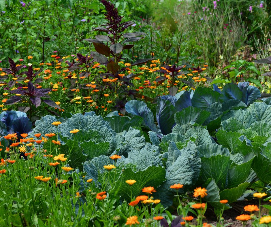 Calendula flowers, wildflowers and orach surrounding cabbage in an edible landscape.