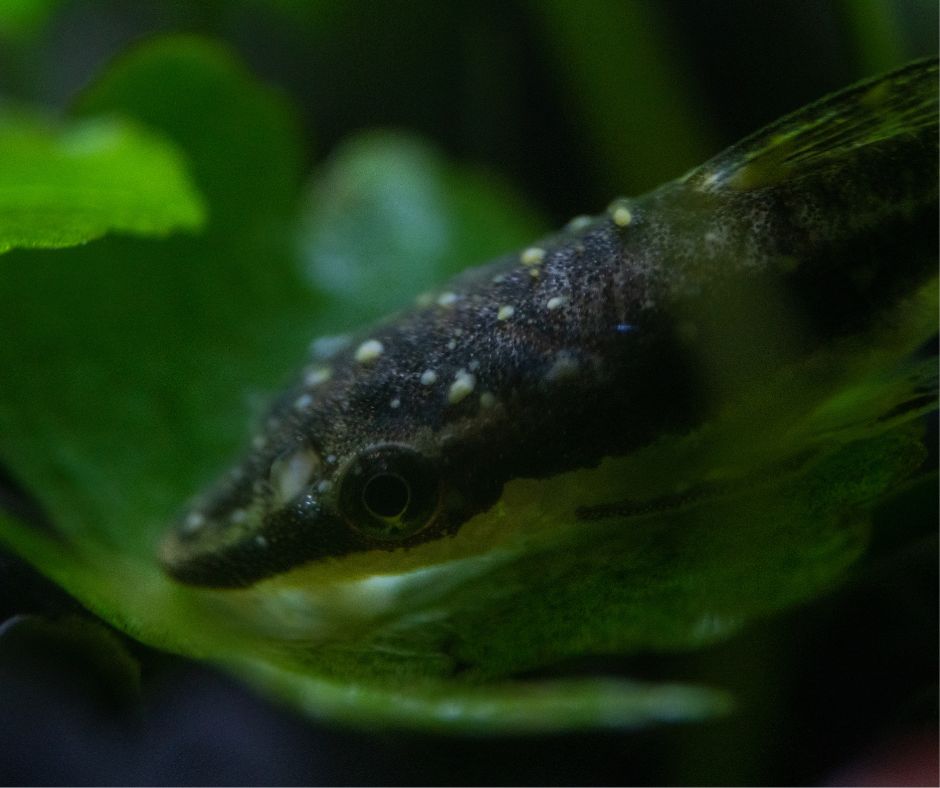 Sick fish with white patches on it's body.