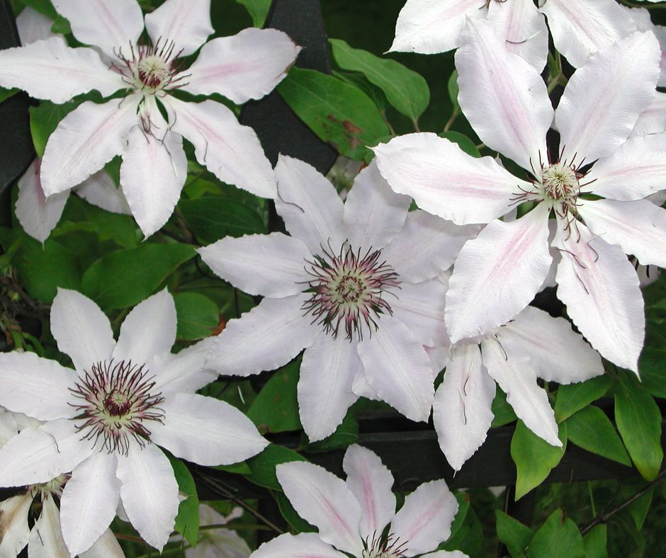 White clematis flowers