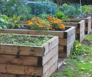 A row of raised bed gardens bursting with flowers, herbs and vegetables.