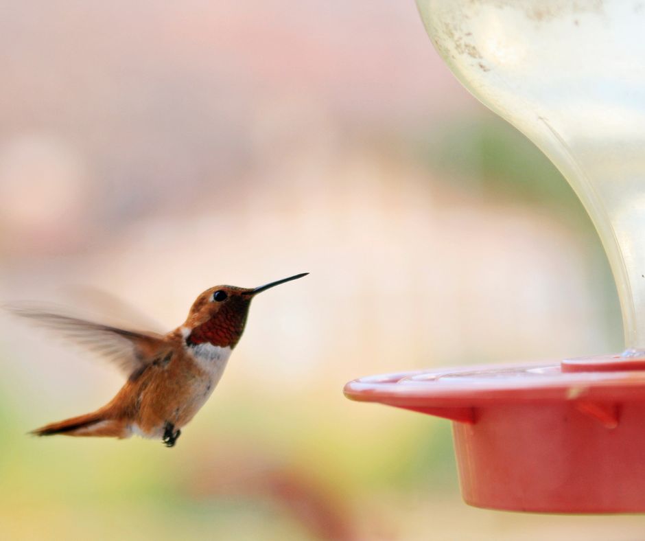 A hovering hummingbird visiting a feeder.