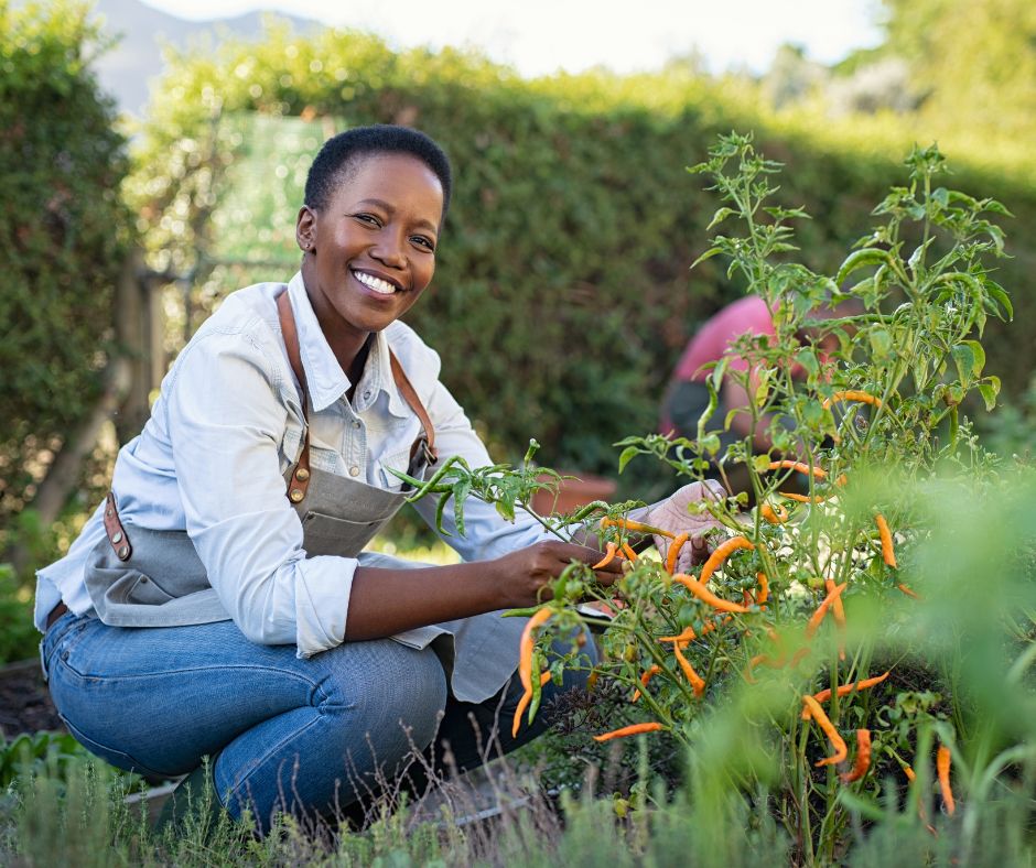 A gardener picking chilies and enjoying a sunny day in the garden. Surrounded by an evergreen edge and raised bed full of herbs.