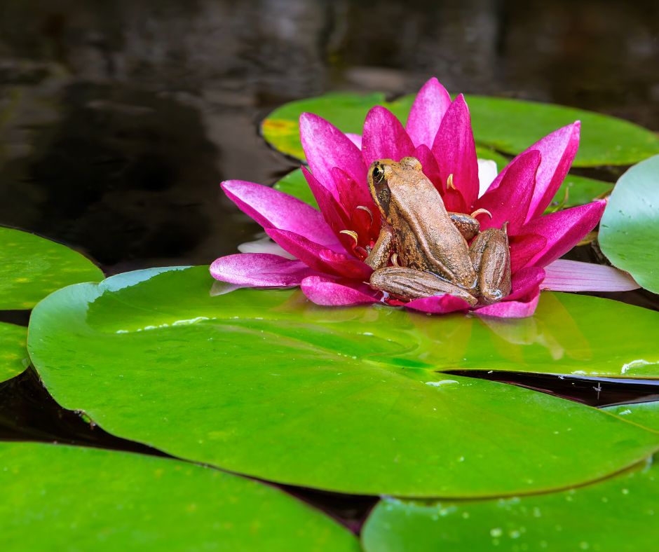 A small frog rest on a lily pad and a bright pink flower in a backyard pond.