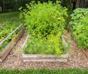 Garden beds full of flower herbs like dill that attract beneficial insects to the garden.