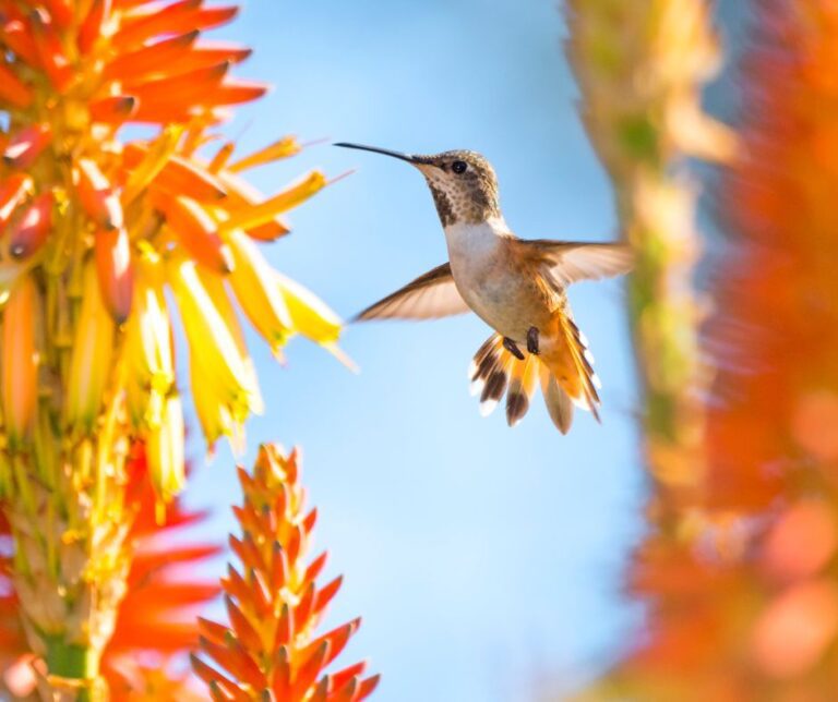 Hummingbird flying up to orange tubular flowers to feed.