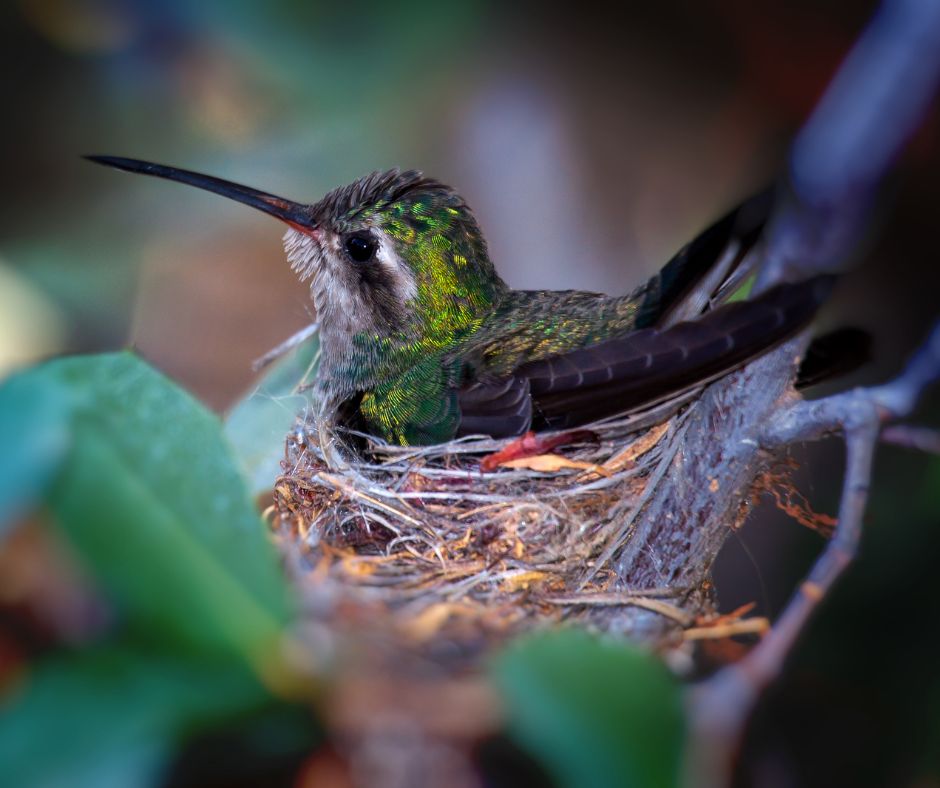 A hummingbird sitting on a nest in a tree.
