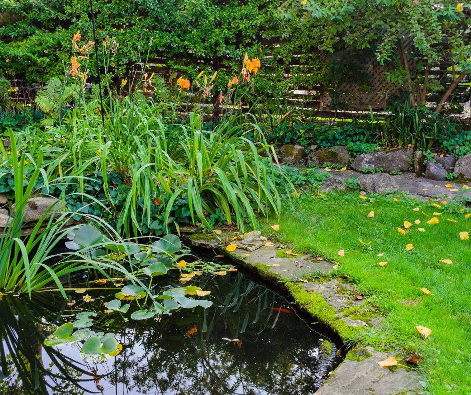 Backyard pond with water plants surrounded by grass
